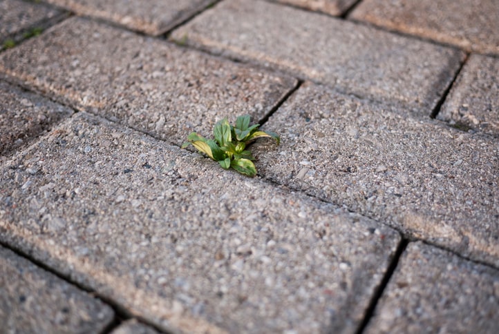 weeds beginning to appear on glasgow driveway